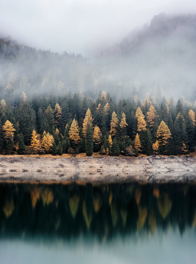 Une forêt et un lac dans le brouillard au Canada, comme ceux décrits dans les nouvelles de La forêt pourpre