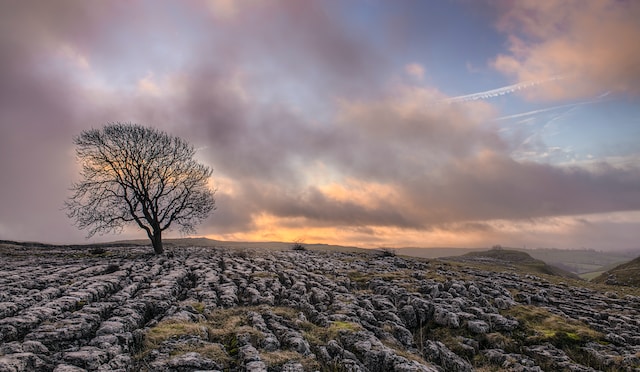 Photographie d'un paysage de landes, typique des Hauts de Hurlevent